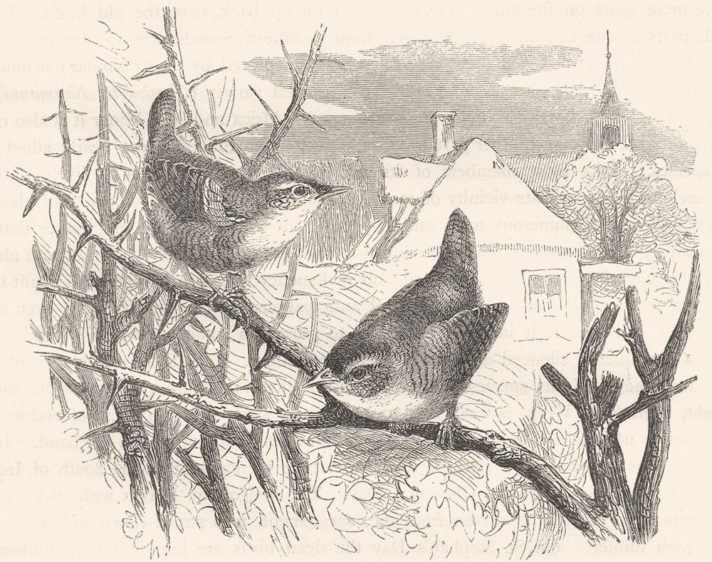 BIRDS. Singing. common Wren c1870 old antique vintage print picture